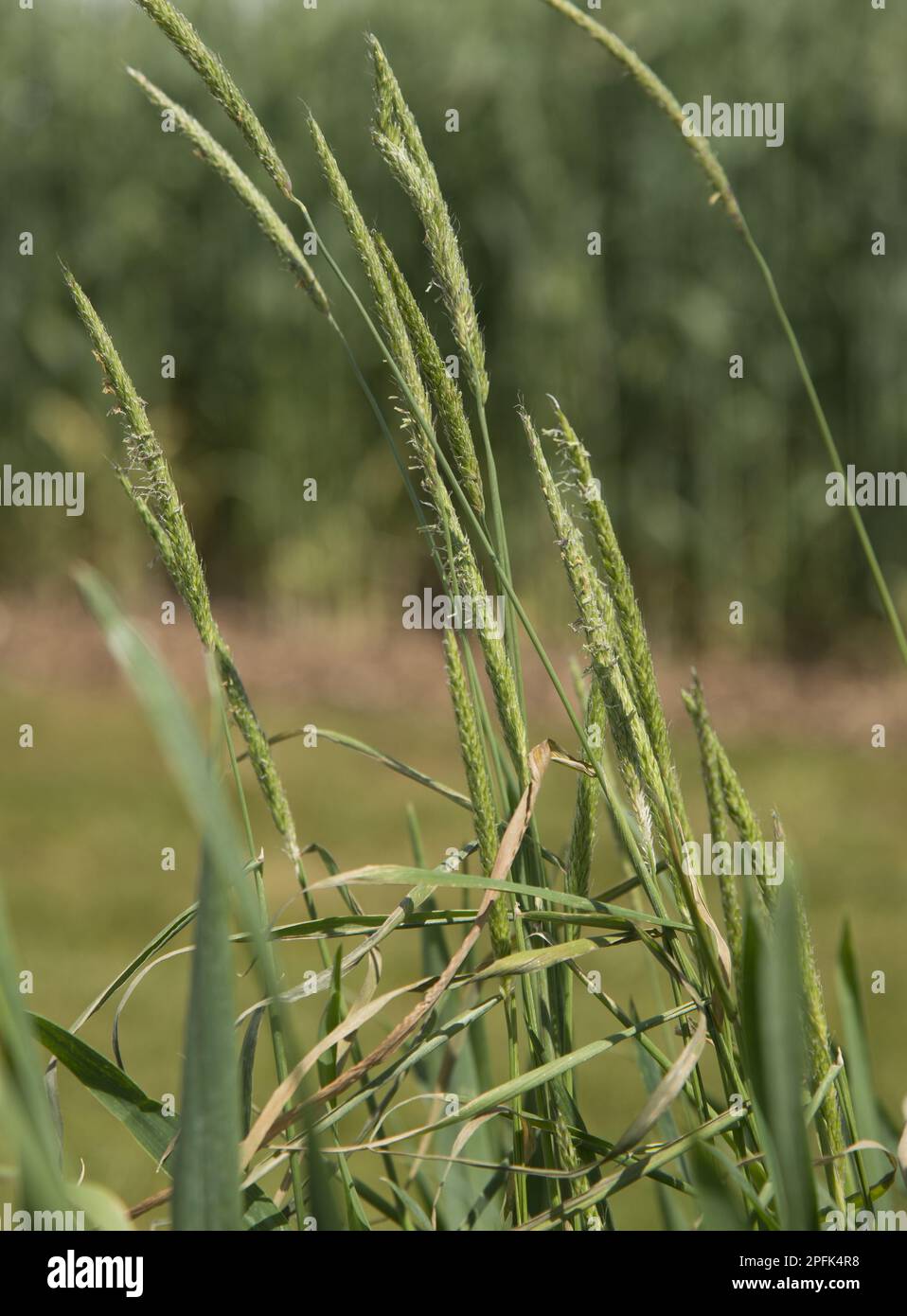 Flowering black-grass (Alopecurus myosuroides) growing as a weed in wheat (Triticum aestivum), Lincolnshire, England, United Kingdom Stock Photo