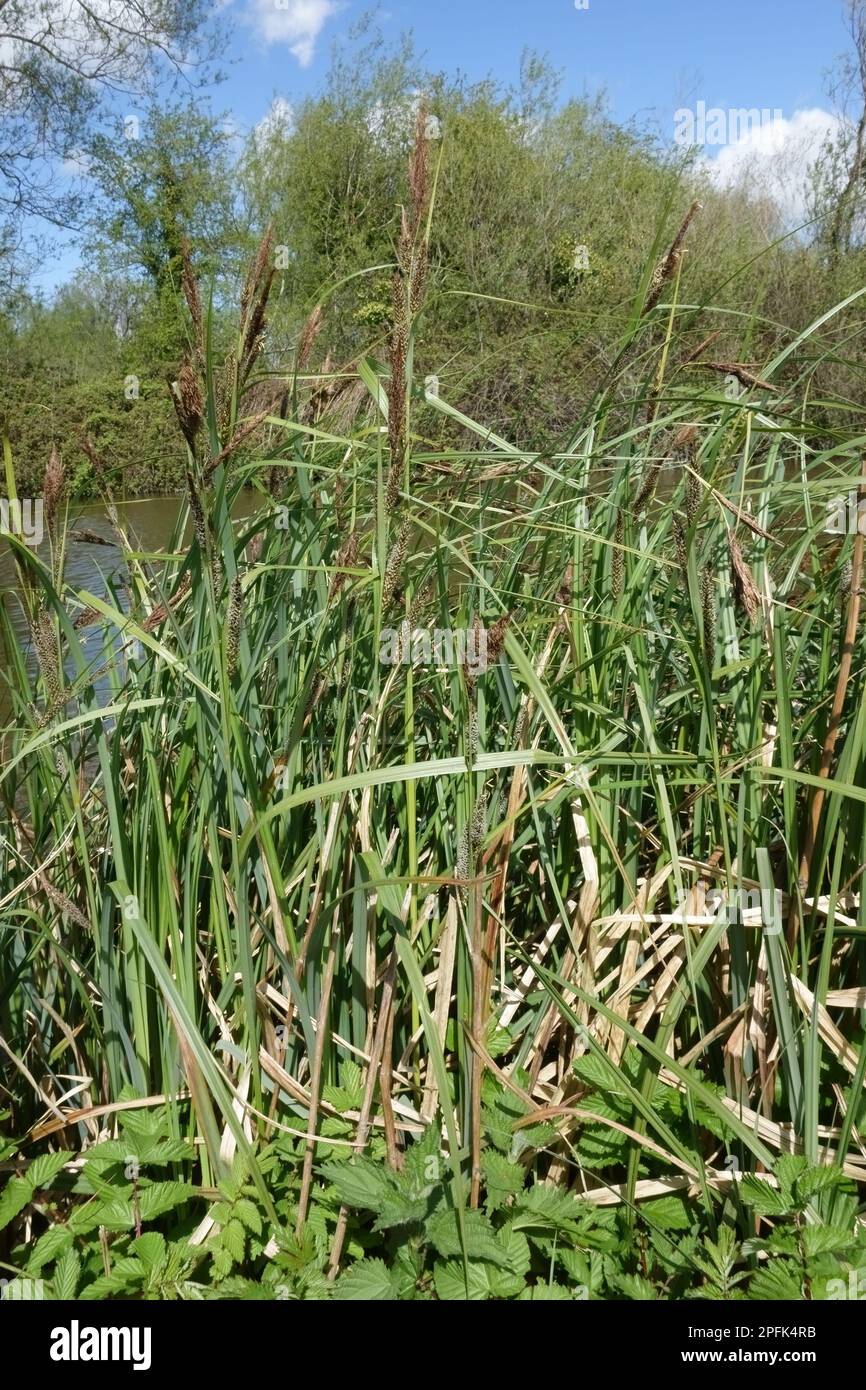 Common or black sedge (Carex nigra), flowering on bank of canal, Kennet and Avon Canal, Hungerford, Berkshire, England, United Kingdom Stock Photo