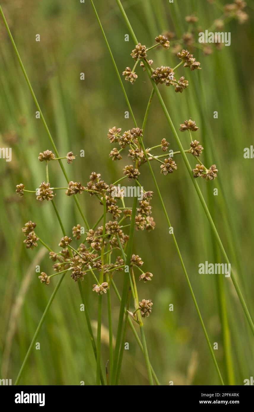 Blunt-flowered rush (Juncus subnodulosus), knotted rush, rush family, Blunt-flowered rush flowering, growing in calcareous fen, The Broads, Norfolk Stock Photo