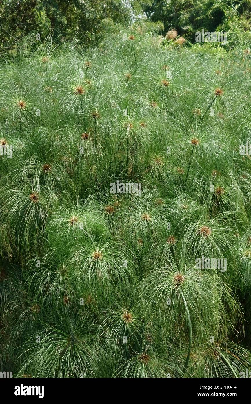 Papyrus Sedge (Cyperus papyrus), plants on Koh Kret, Bangkok, Thailand Stock Photo