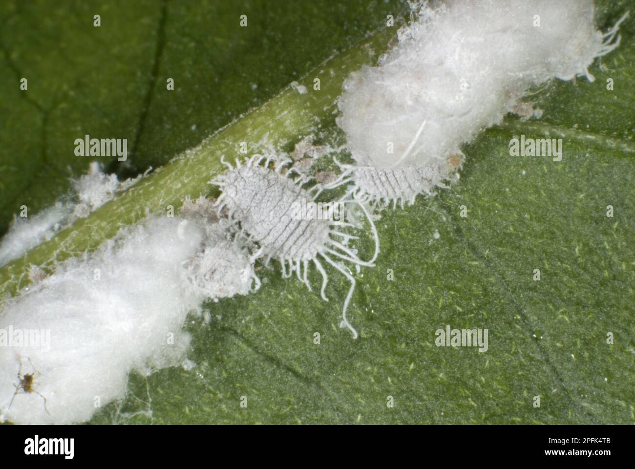 Greenhouse mealybugs, Pseudococcus viburni, with their waxy extrusions along the leaf vein of a bougainvillea houseplant Stock Photo