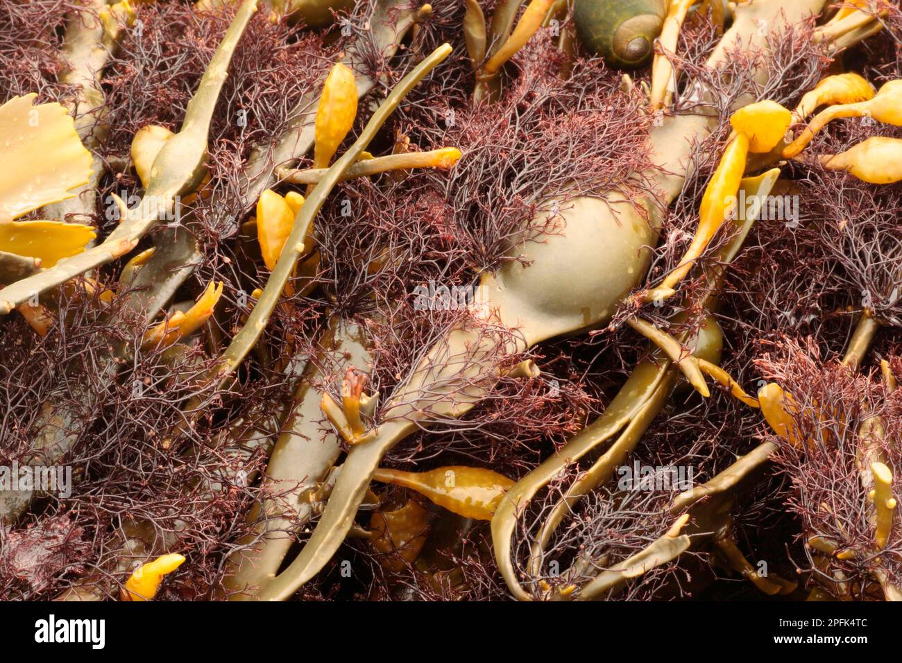 Red Seaweed (Polysiphonia lanosa) growing on Knotted Wrack (Ascophyllum nodosum), Osmington Mills, Dorset, England, United Kingdom Stock Photo
