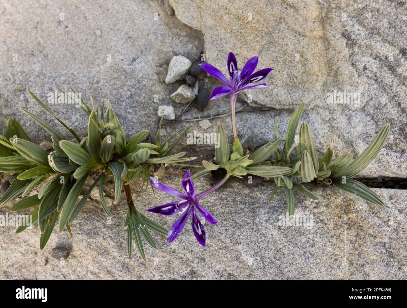 Flowering baboon root (Babiana framesii), growing between rocks, Nieuwoudtville Reserve, Northern Cape Province, South Africa, Africa Stock Photo