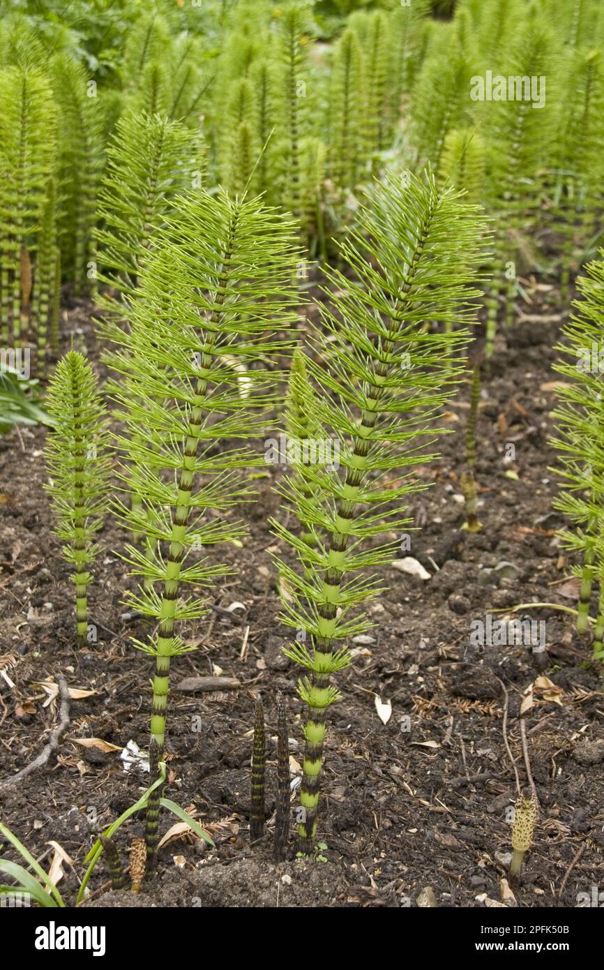 Great horsetail (Equisetum telmateia), Horsetail family, Horsetail Stock Photo