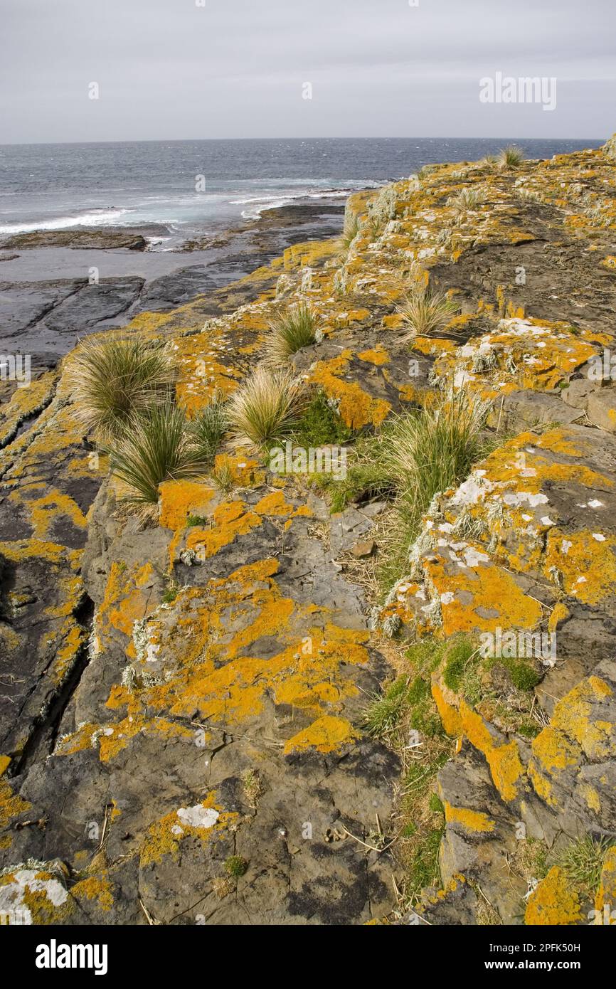 Lichens and tussac grass growing on the sea cliffs of the Falkland Islands Stock Photo