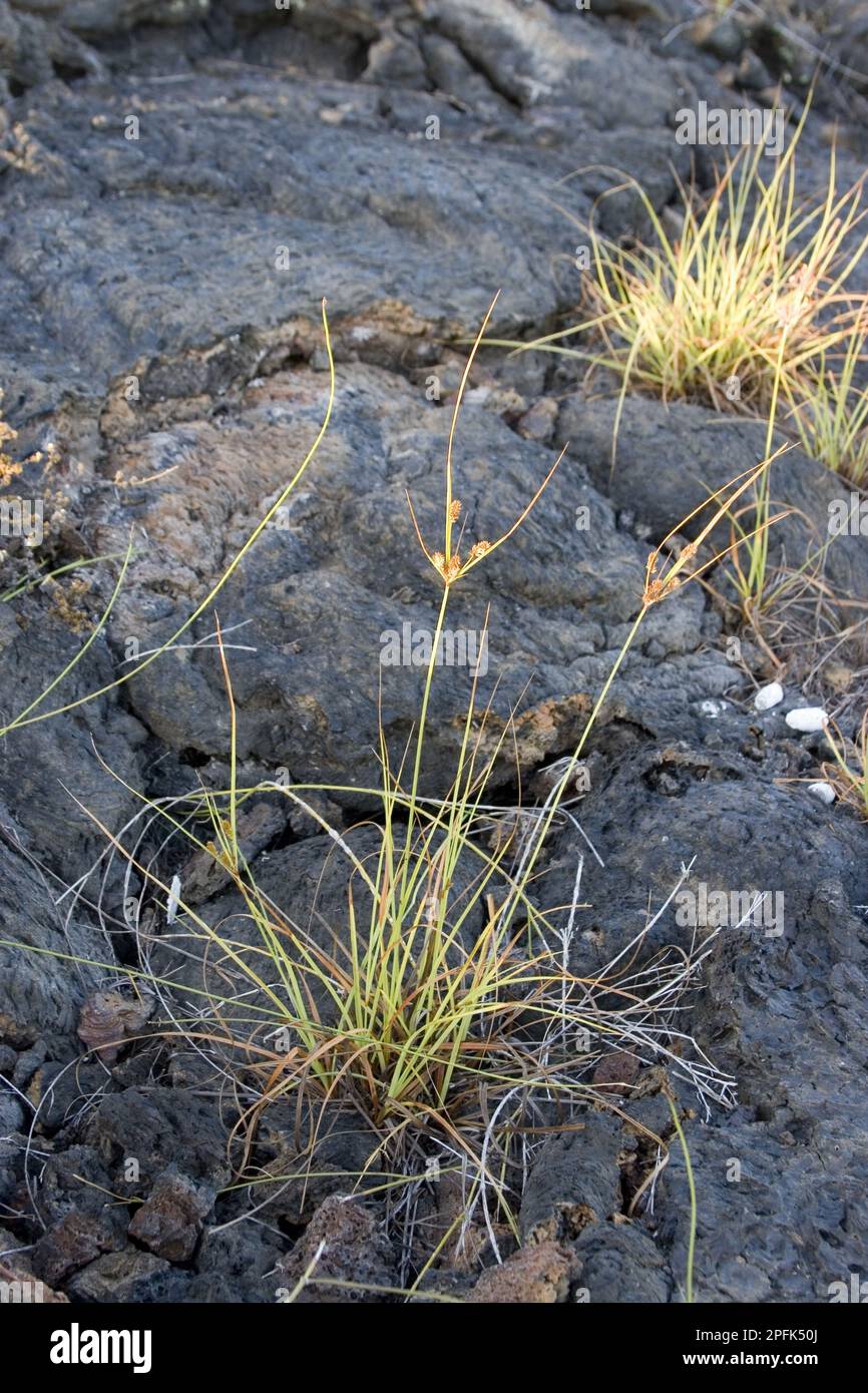 Cyprus grass, sedge, Galapagos sedge, Cyperus anderssonii Stock Photo