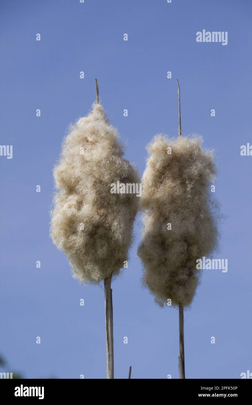 Broad-leaved bulrush, Cattail family, Seed heads of the bulrush Stock Photo