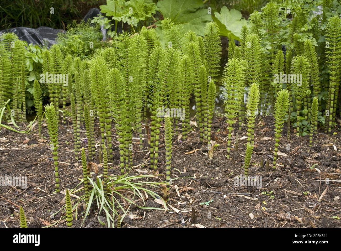 Great horsetail (Equisetum telmateia), Horsetail family, Horsetail Stock Photo