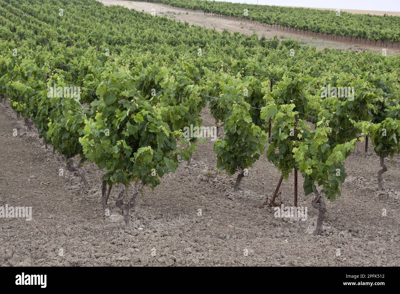 These grapes, which grow in calcareous soil, are made into Sherry La Gitana. Andalusia Spain Stock Photo