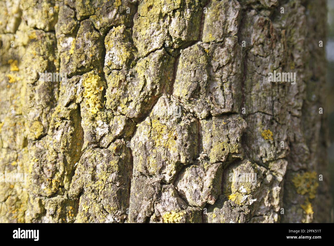 Elder (Sambucus nigra), elder bush, elder, muskweed family, Elder close-up of bark, Suffolk, England, United Kingdom Stock Photo