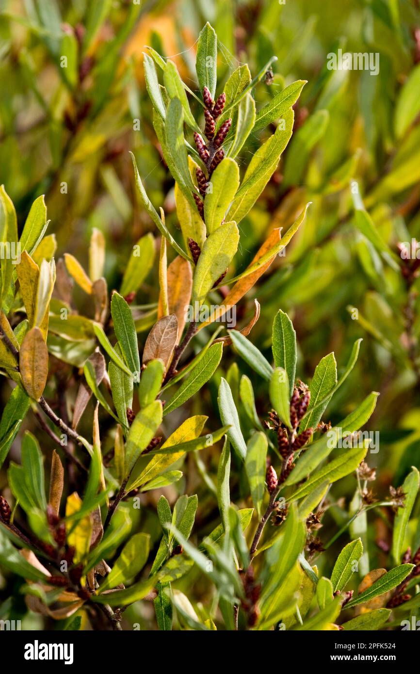Bog myrtle (Myrica gale) in fruit, Wareham Forest, Dorset, England, United Kingdom Stock Photo