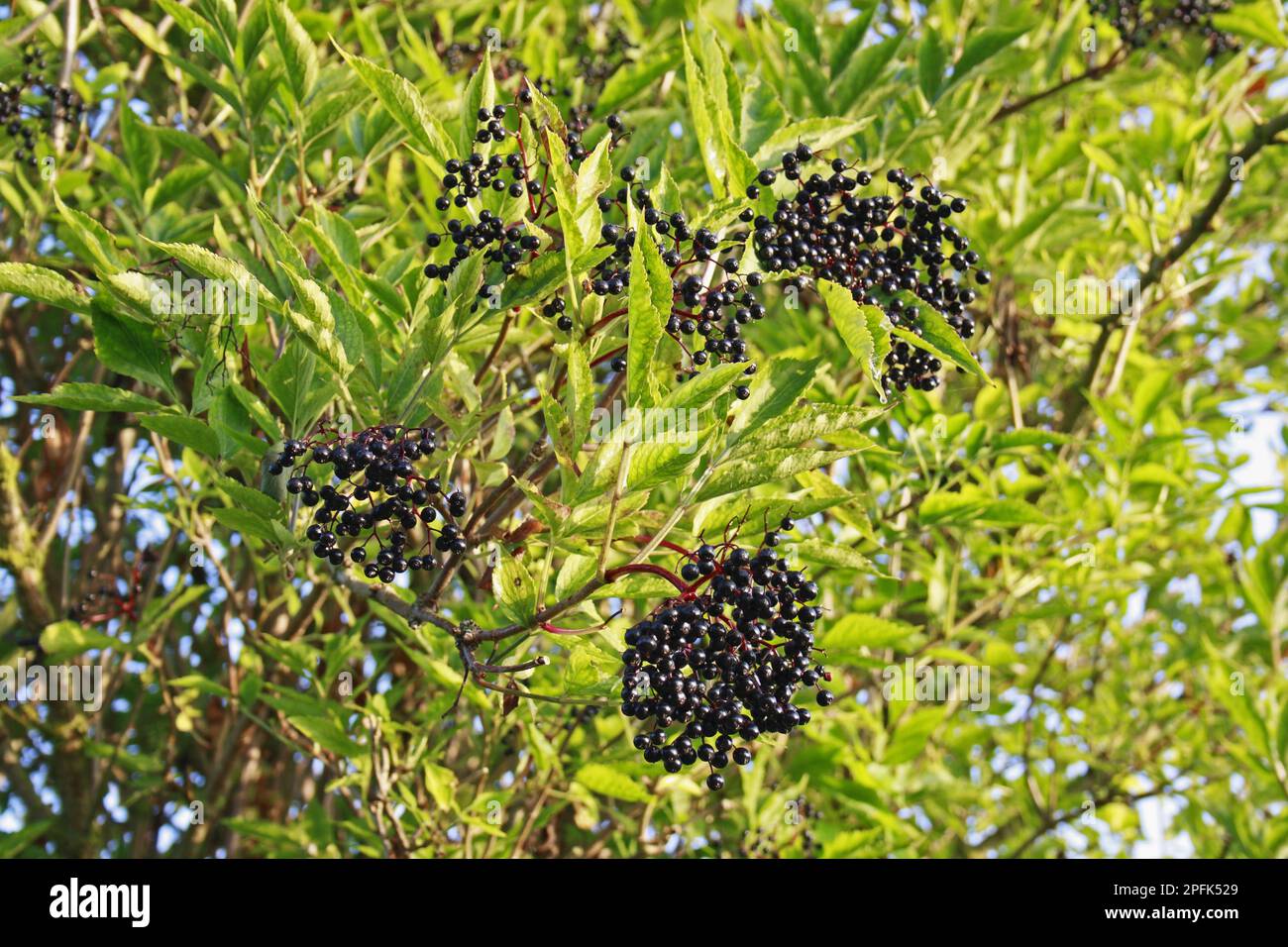 Elderberry (Sambucus nigra) close-up of leaves and elder, growing in river valley fen, middle fen, red ditch fen and lopham fen N. N. R. Waveney Stock Photo