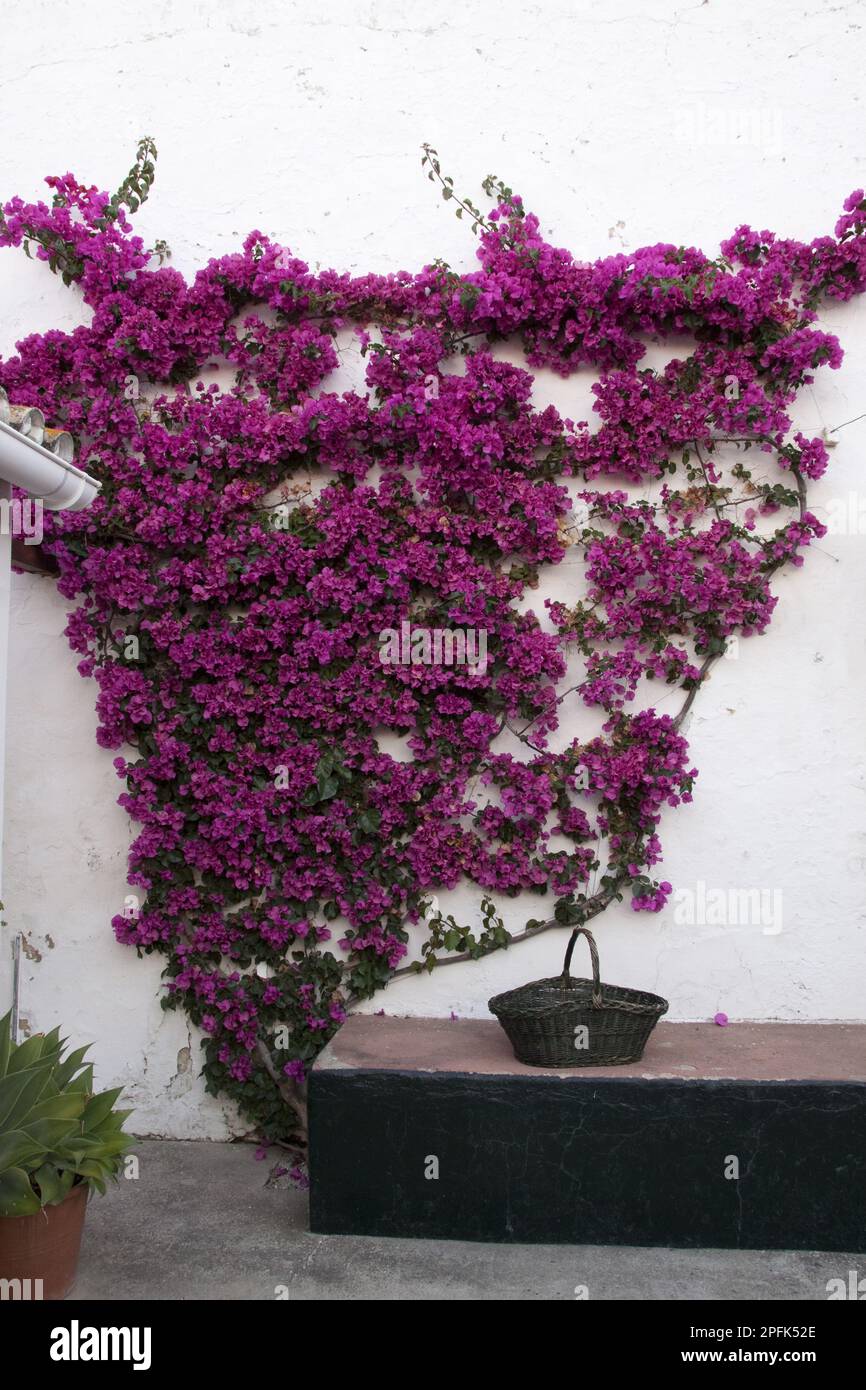 Bougainvilleas are popular ornamental plants in most areas with warm