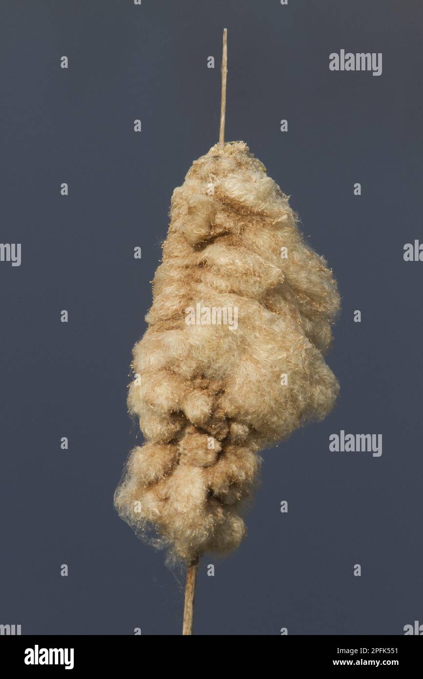 Cattail, bulrush, great reedmace or bulrush cottony down fruits Stock Photo
