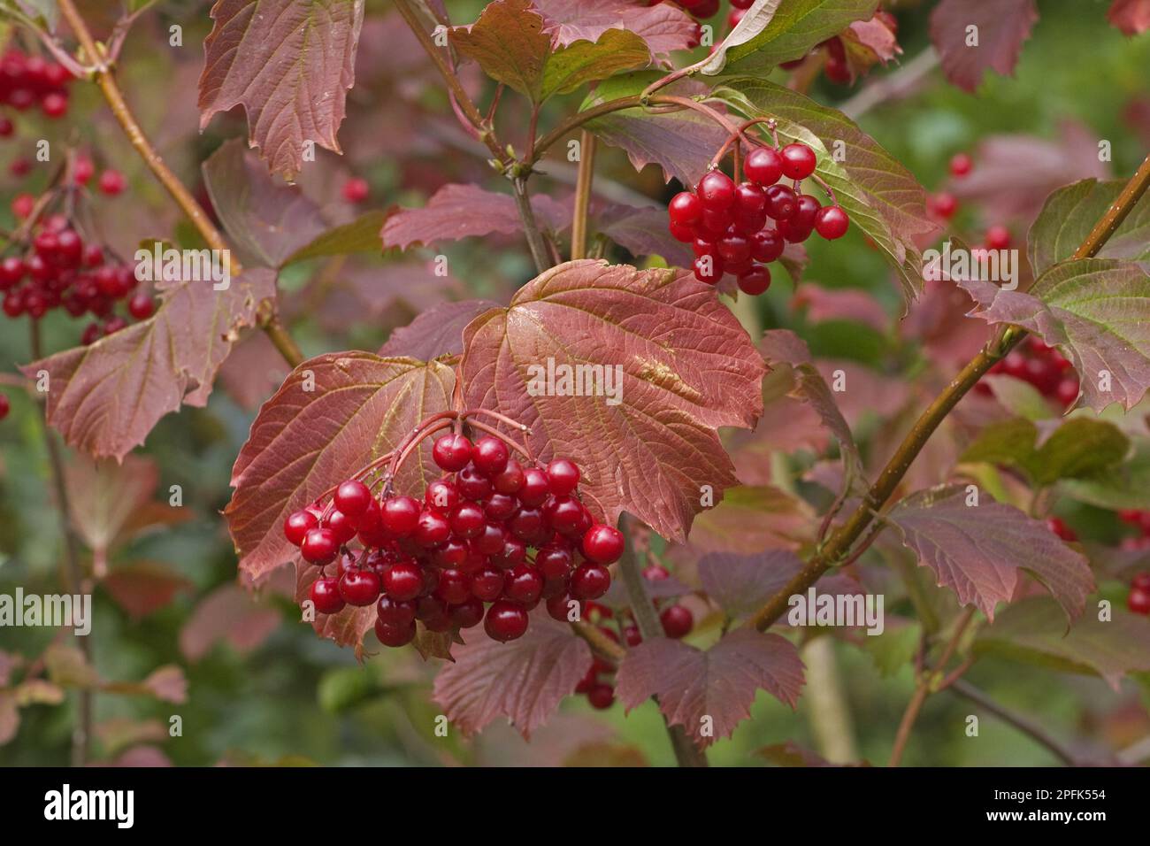 Guelder Rose (Viburnum opalus) close-up of leaves and berries, Norfolk, England, autumn Stock Photo
