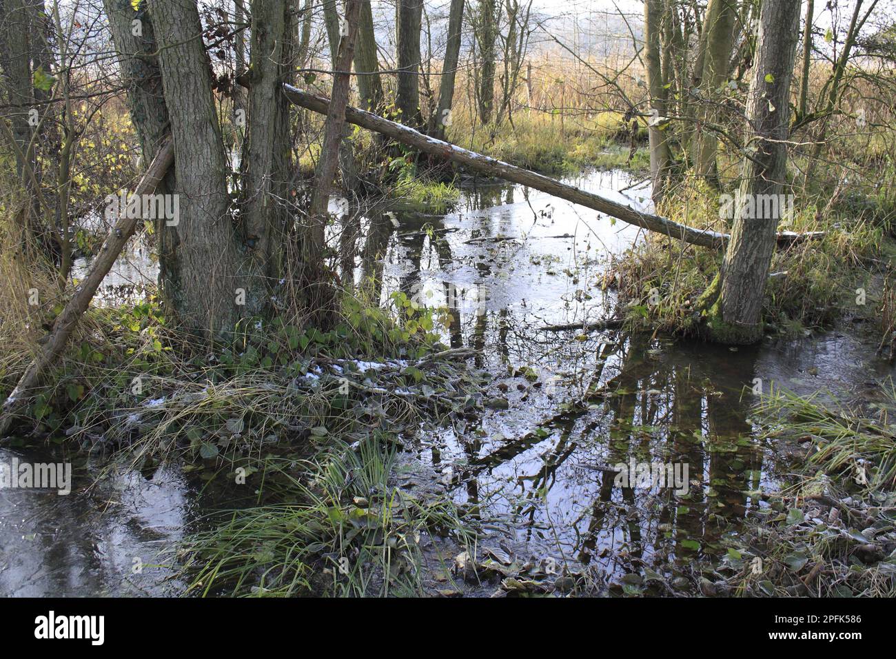 Common Alder (Alnus glutinosa) black alder carr Wet woodland habitat with ice, in river valley fen, Redgrave and Lopham Fen N. N. R. Waveney Valley Stock Photo