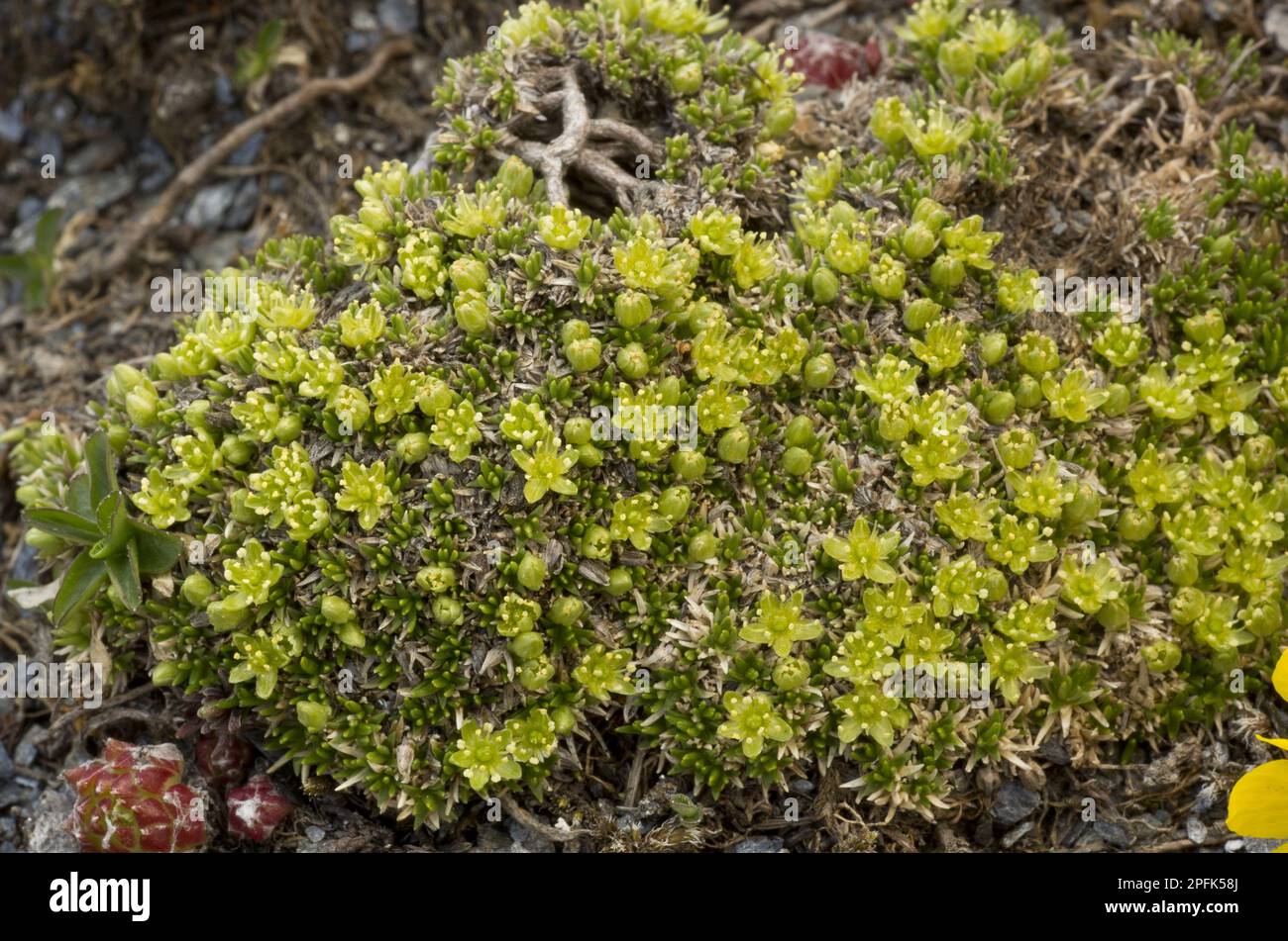 Mossy Cyphel (Minuartia sedoides) ancient cushion, flowering, growing at high altitude, Alps, France Stock Photo