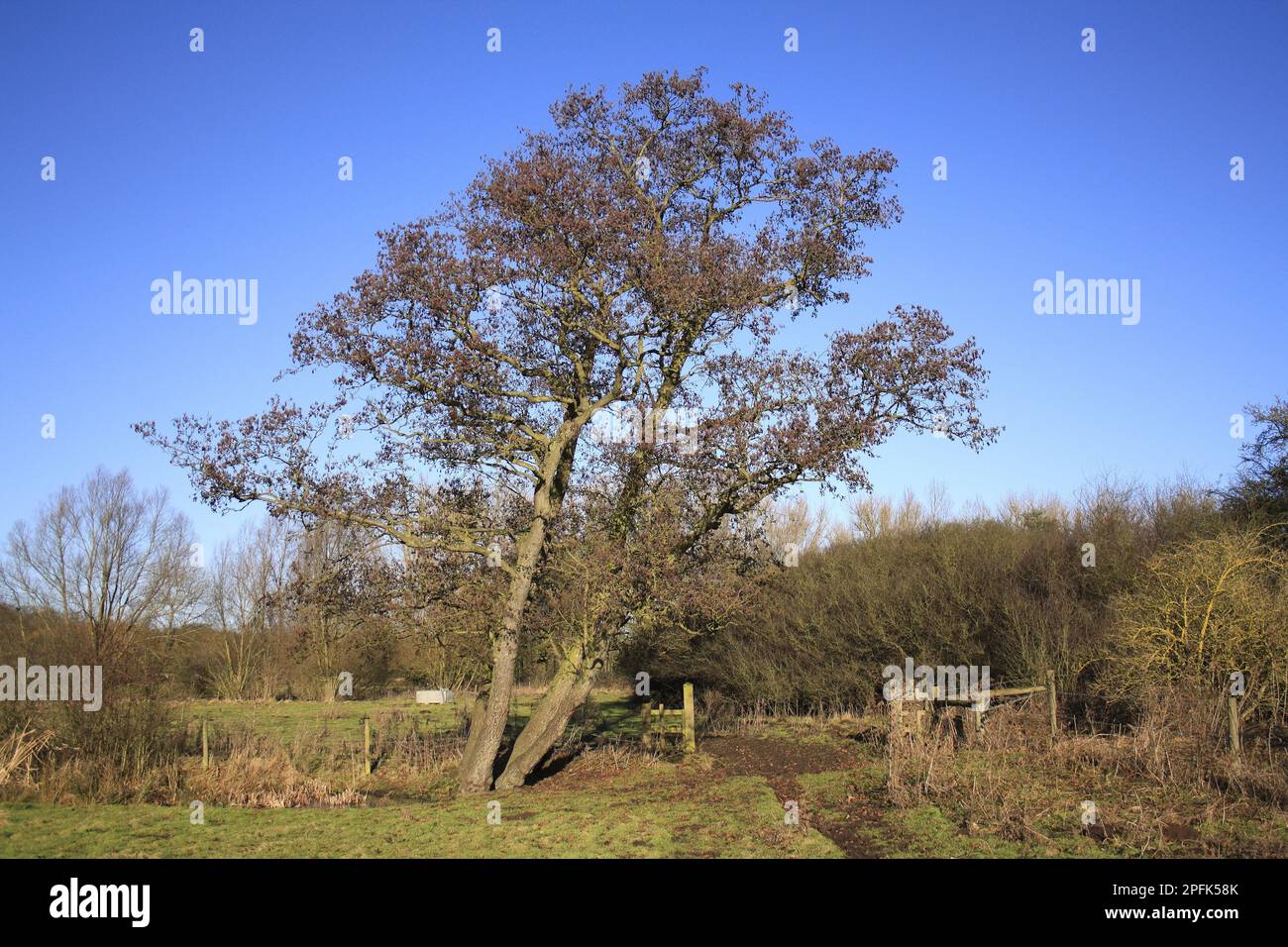 Common black alder (Alnus glutinosa) growing in an uncultivated wet meadow, River Dove, Thornham Magna, Suffolk, England, United Kingdom Stock Photo