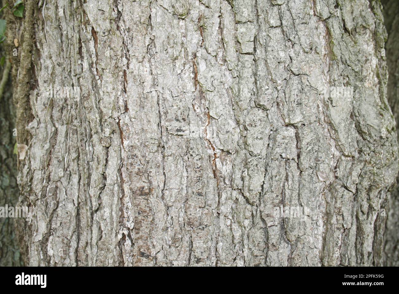 Black alder (Alnus glutinosa) close-up of bark, in river valley fen, Redgrave and Lopham Fen, Waveney Valley, Suffolk, England, United Kingdom Stock Photo