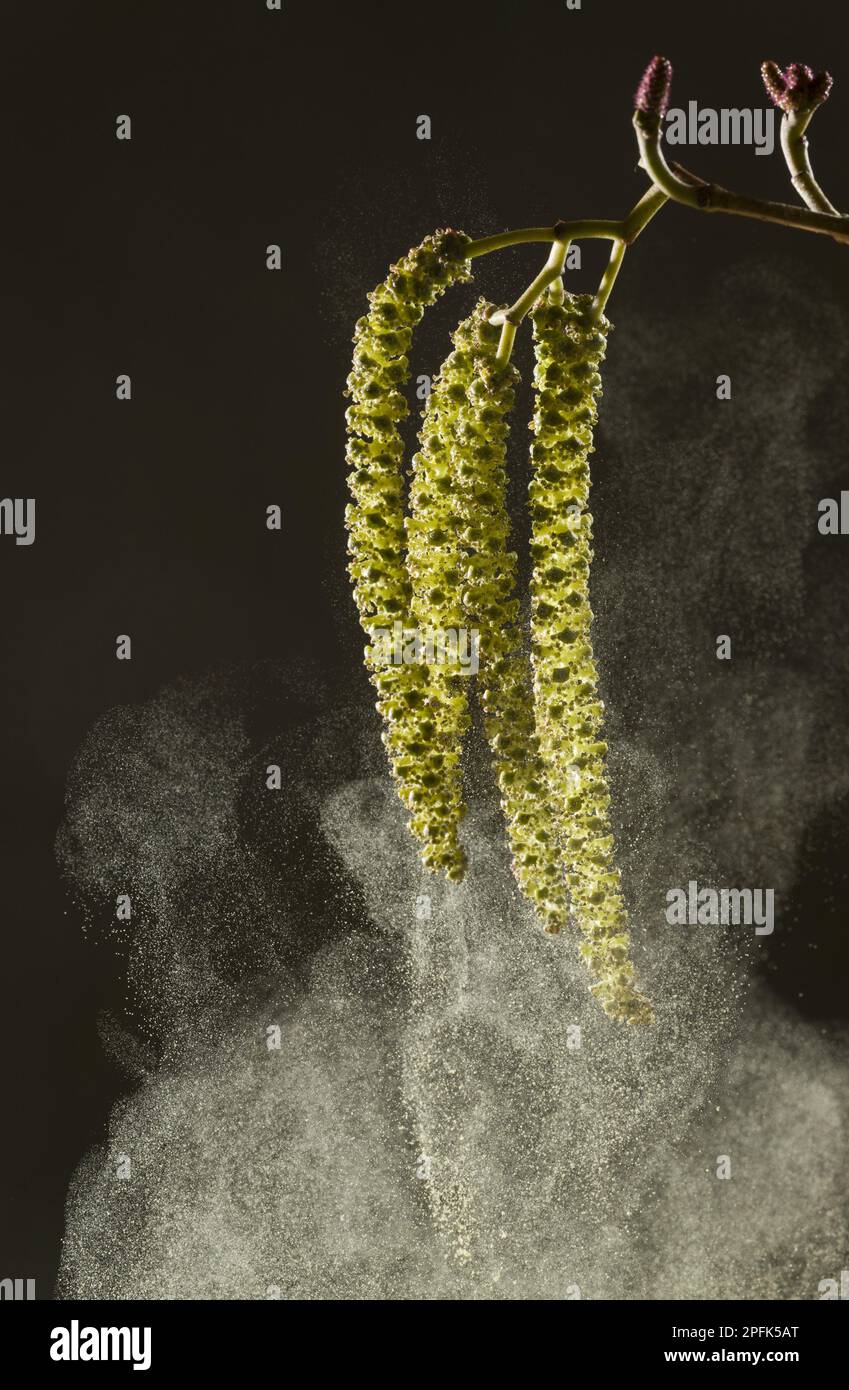 Italian Alder (Alnus cordata) introduced naturalised species, close-up of catkins shedding pollen, France Stock Photo