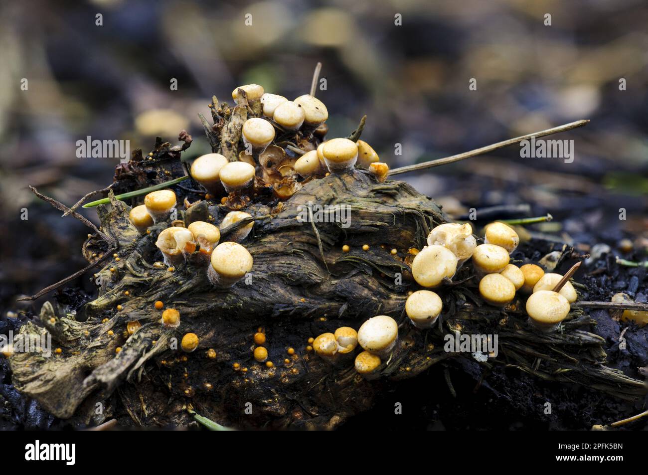Field Bird's Nest Fungus (Crucibulum laeve) fruiting bodies, growing on