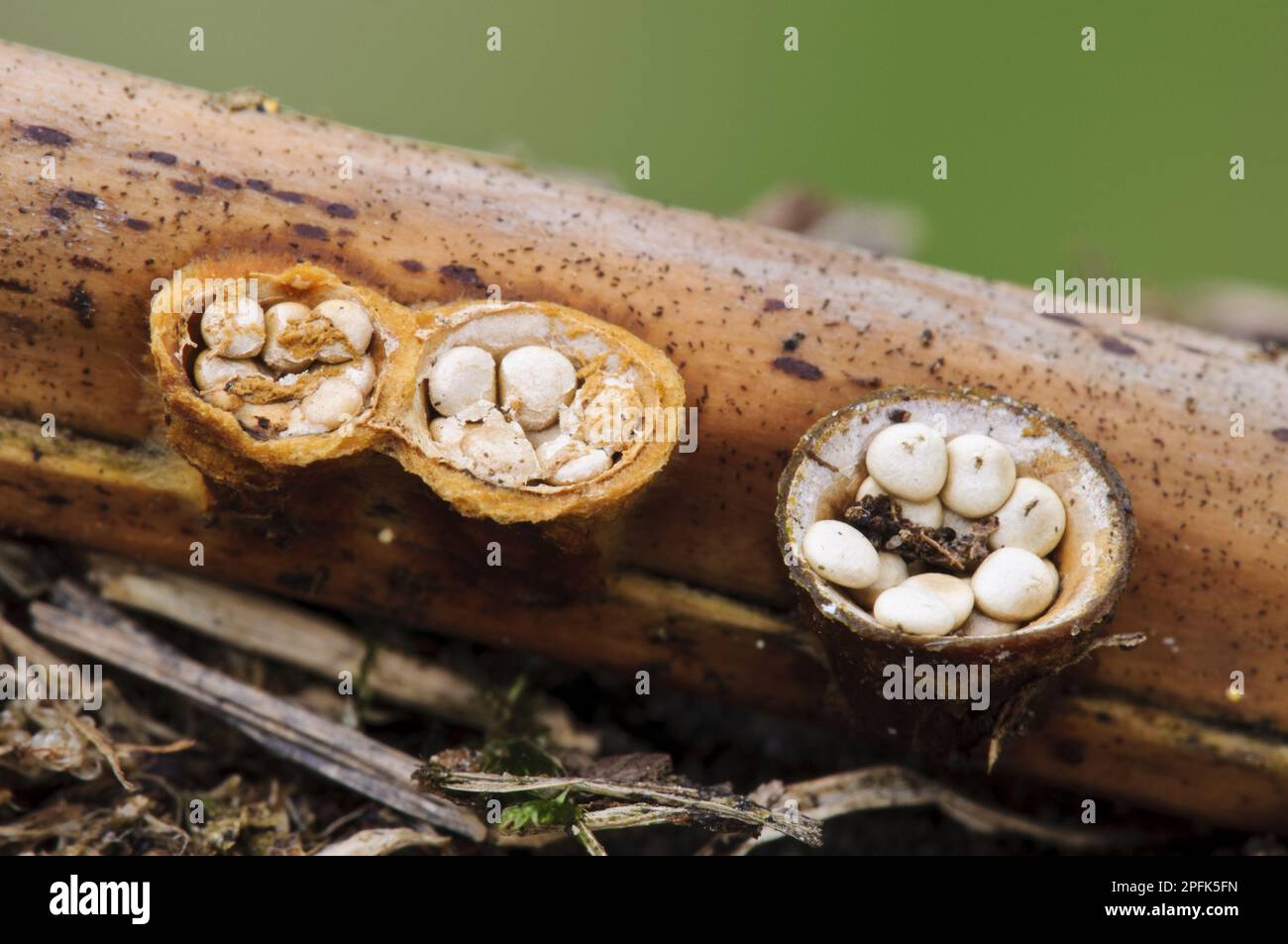 Field Bird's Nest Fungus (Crucibulum laeve) fruiting bodies, 'splash