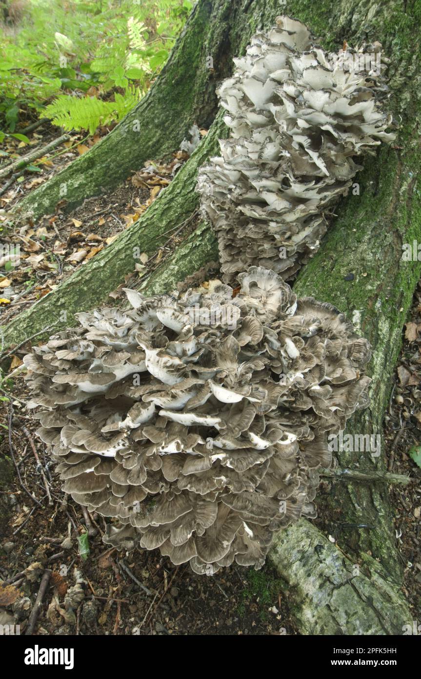 Maitake (Grifola frondosa), leaf spore, spatulate porling, maitake