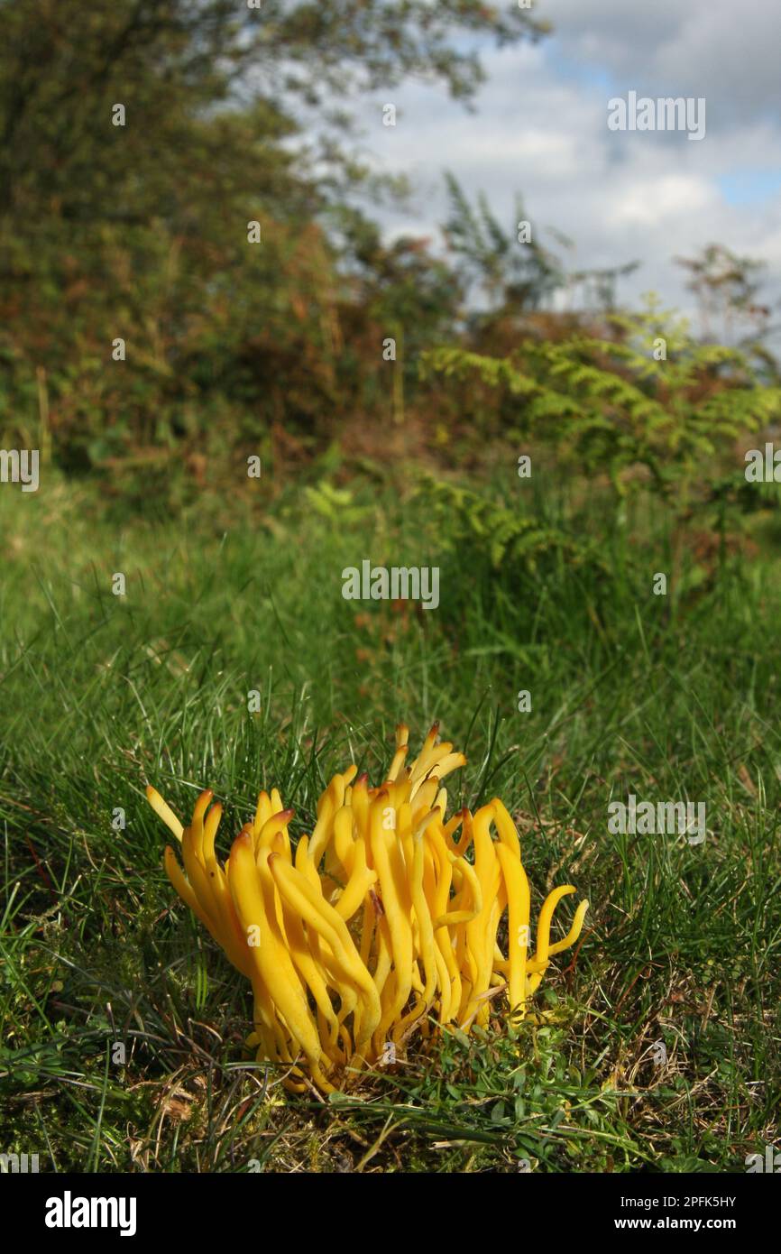 The fruiting body of Clavulinopsis yellow spindle coral (Clavulinopsis fusiformis) growing amidst grass and ferns in the forest, Leicestershire Stock Photo