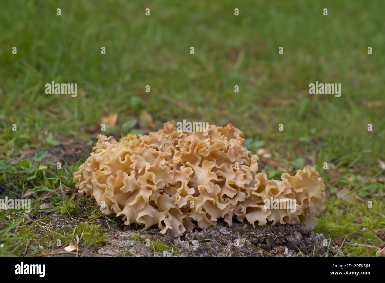 Cauliflower Fungus (Sparassis crispa) fruiting body, Norfolk, England, United Kingdom Stock Photo