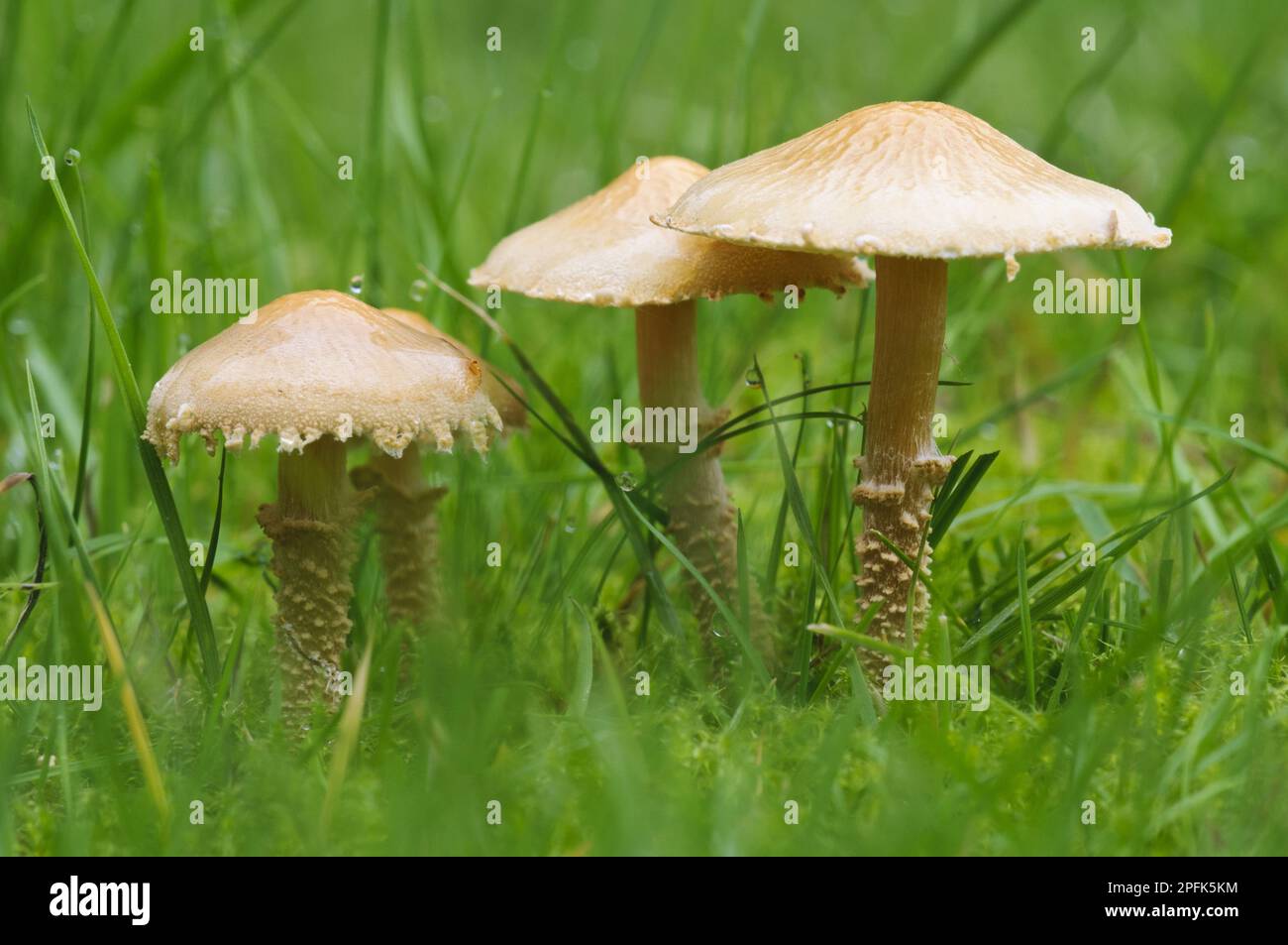 Earthy Powdercap (Cystoderma amianthinum) fruiting bodies, growing amongst grass, Clumber Park, Nottinghamshire, England, United Kingdom Stock Photo