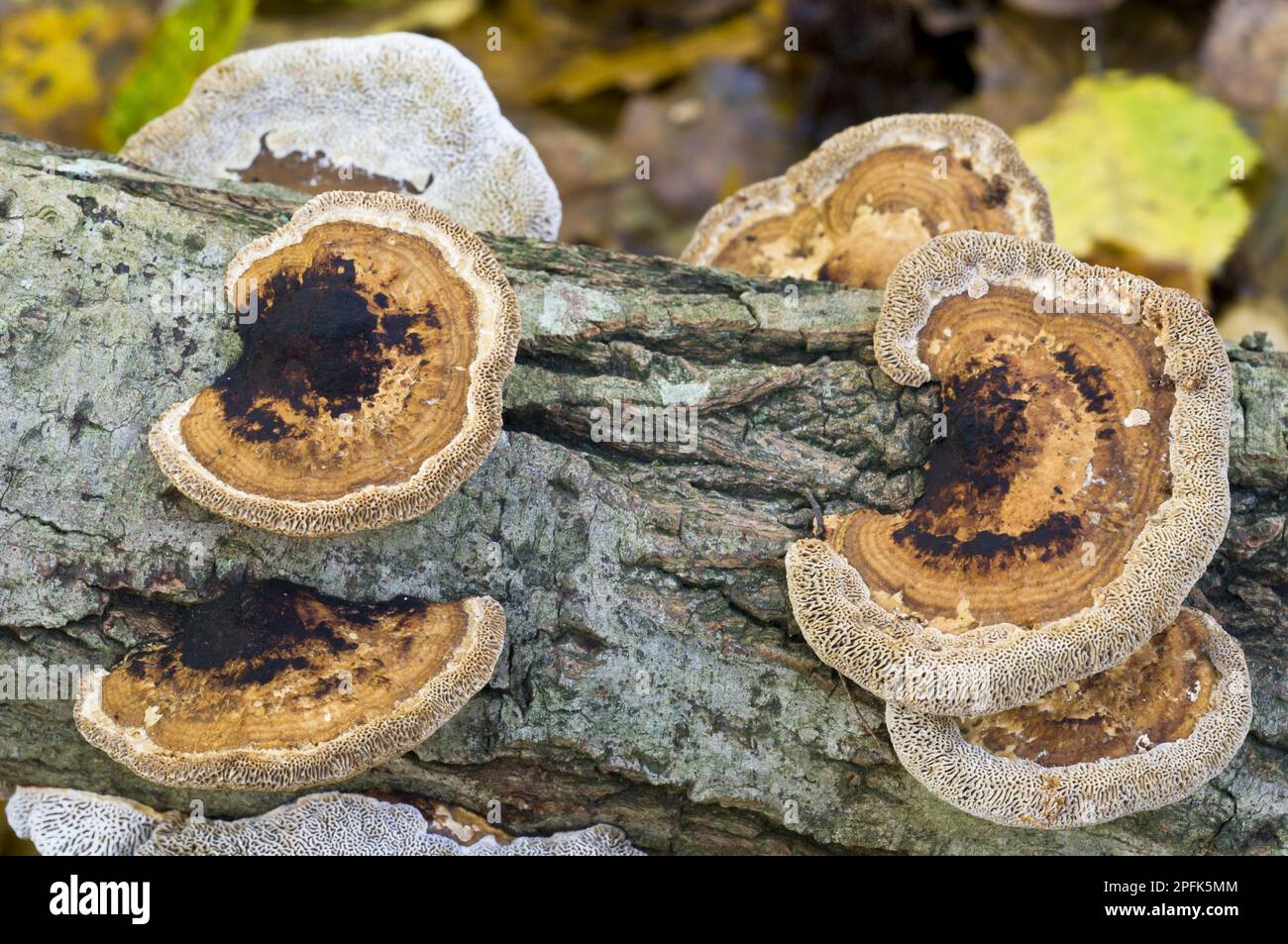 Blushing Bracket (Daedaleopsis confragosa) fruiting bodies, some brackets are upside down indicating that log has been turned, growing on dead wood Stock Photo