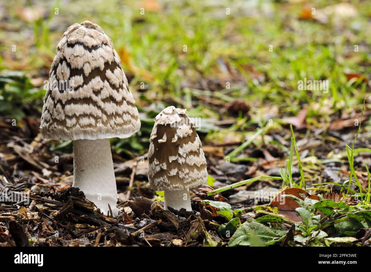 Magpie Fungus Coprinopsis Picacea Two Fruiting Bodies Sir Harold Hillier Gardens Romsey 7906