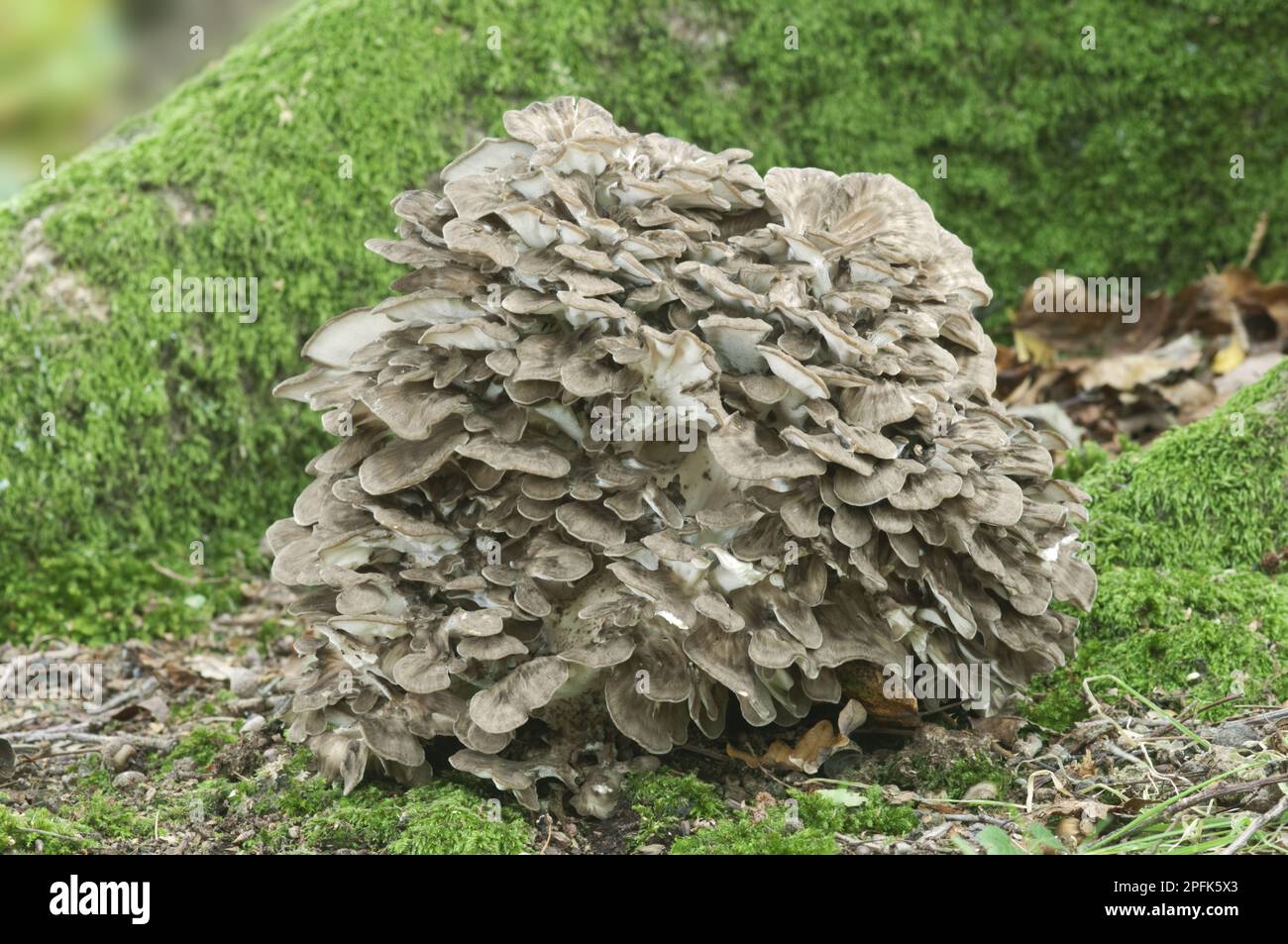 Maitake (Grifola frondosa), leaf spore, spatulate porling, maitake