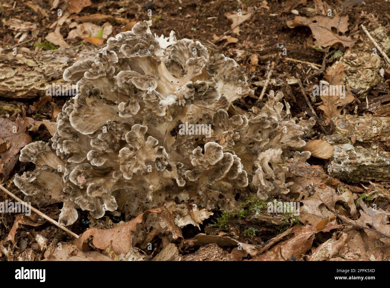 Henofthewoods (Grifola frondosa) fruiting bodies, clump growing at
