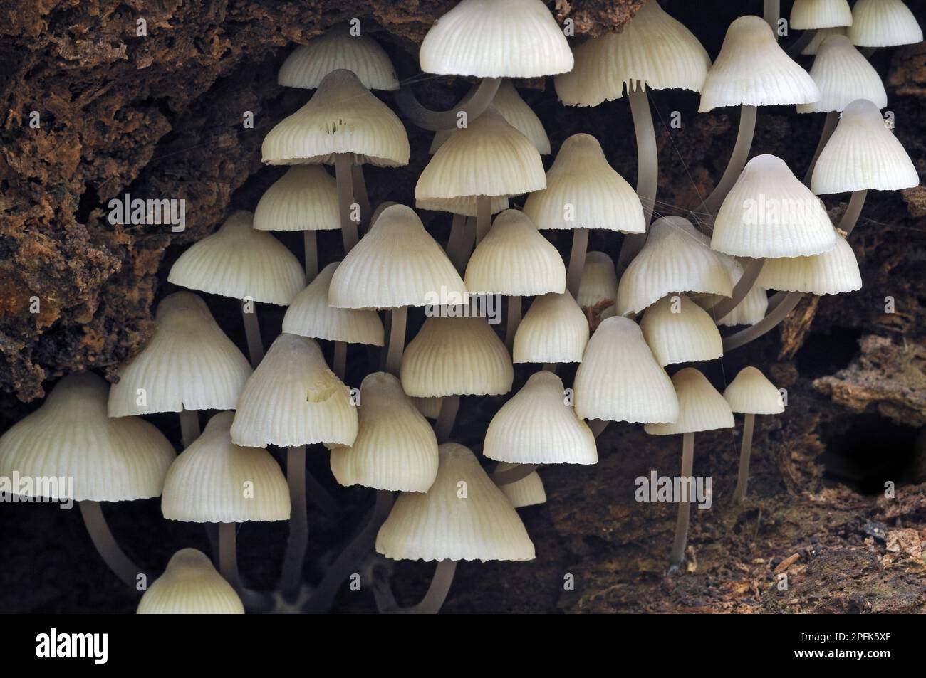 White Milking Bonnet (Mycena galopus var. candida) fruiting bodies, cluster growing in rotten tree hollow, Leicestershire, England, United Kingdom Stock Photo