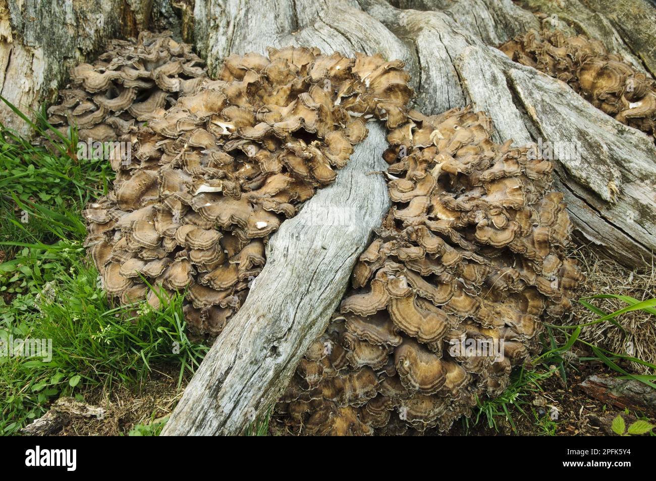 Henofthewoods (Grifola frondosa) fruiting bodies, clump growing from