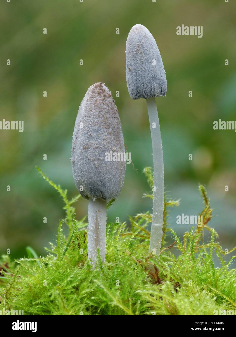 Fruiting body of common inkcap (Coprinus atramentarius), early stage, growing under moss in woodland, Leicestershire, England, United Kingdom Stock Photo
