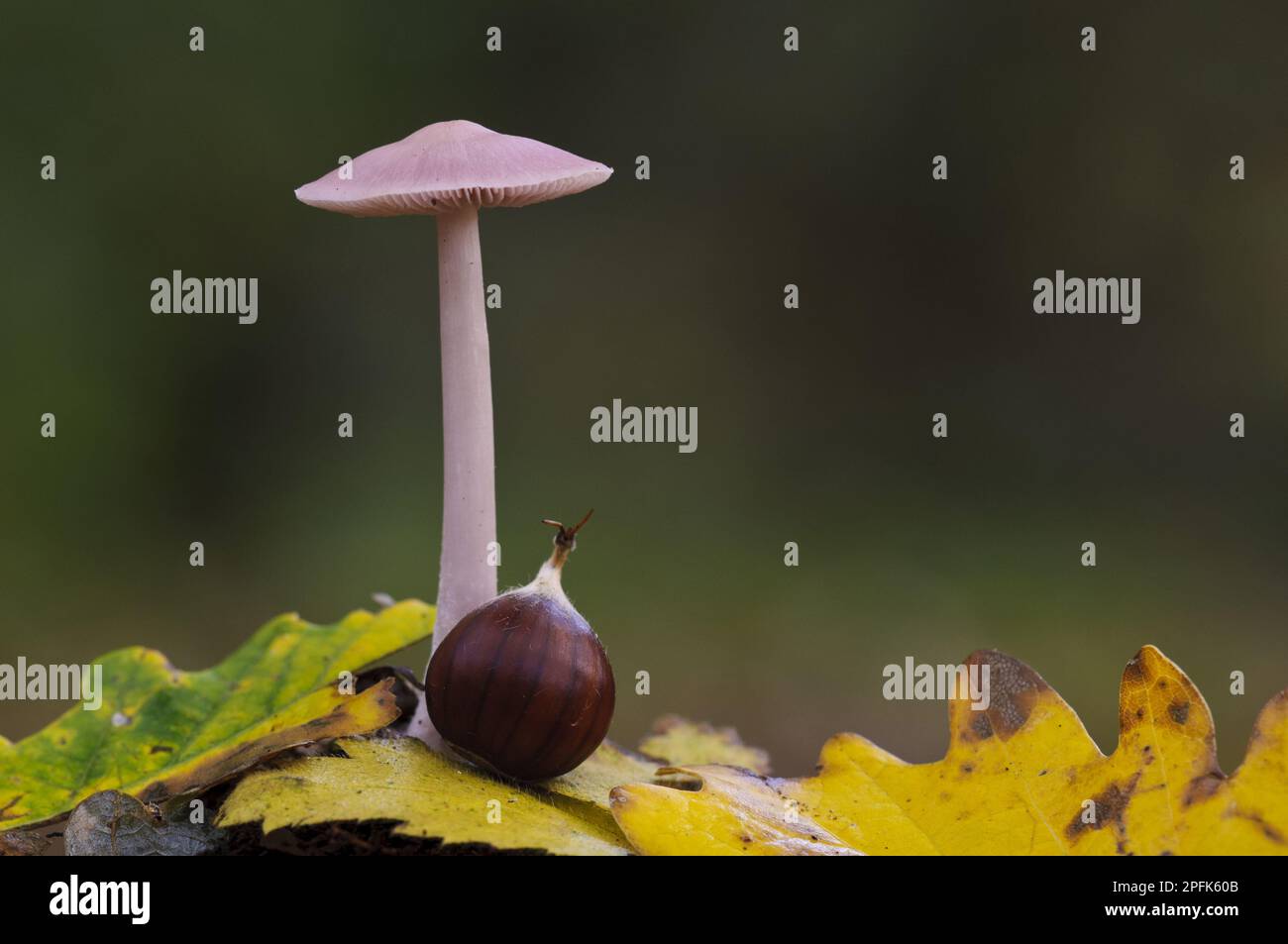 Fruiting body of Lilac lilac bonnet (Mycena pura), growing between leaf litter with beech nut, Bostall Woods, Royal Borough of Greenwich, Inner Stock Photo