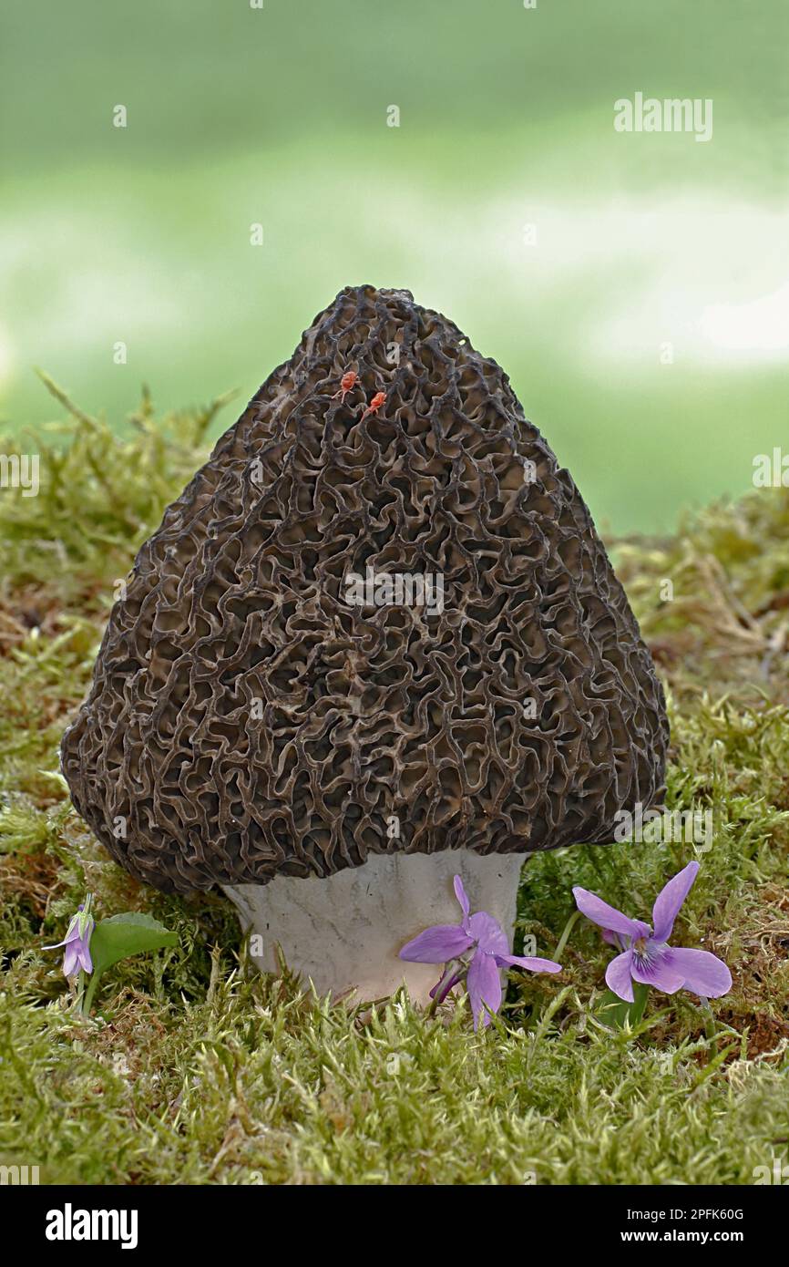 Fruiting body of the common morel (Morchella esculenta), Warwickshire