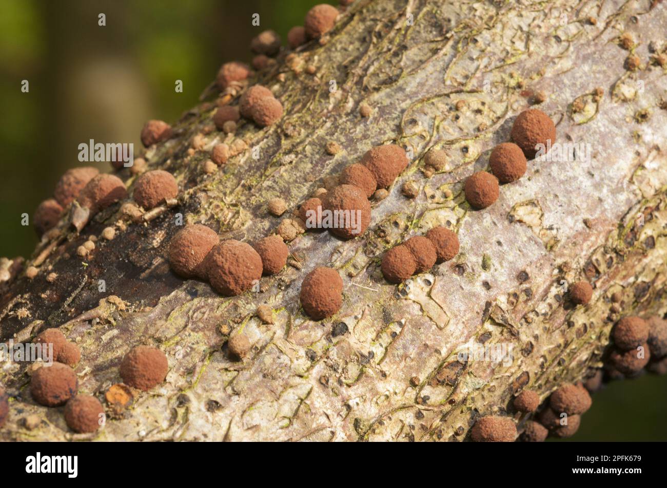 Coral Spot Fungus (Nectria cinnabarina) fruiting bodies, growing on Chipping, Lancashire, England, United Kingdom Stock Photo