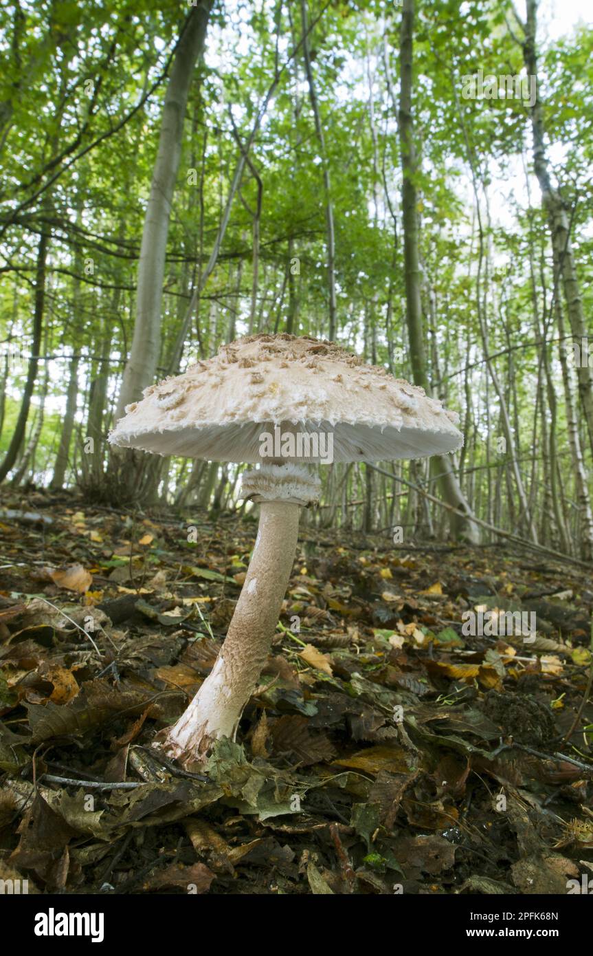 Shaggy shaggy parasol (Macrolepiota rhacodes) fruiting body, growing among leaf litter in