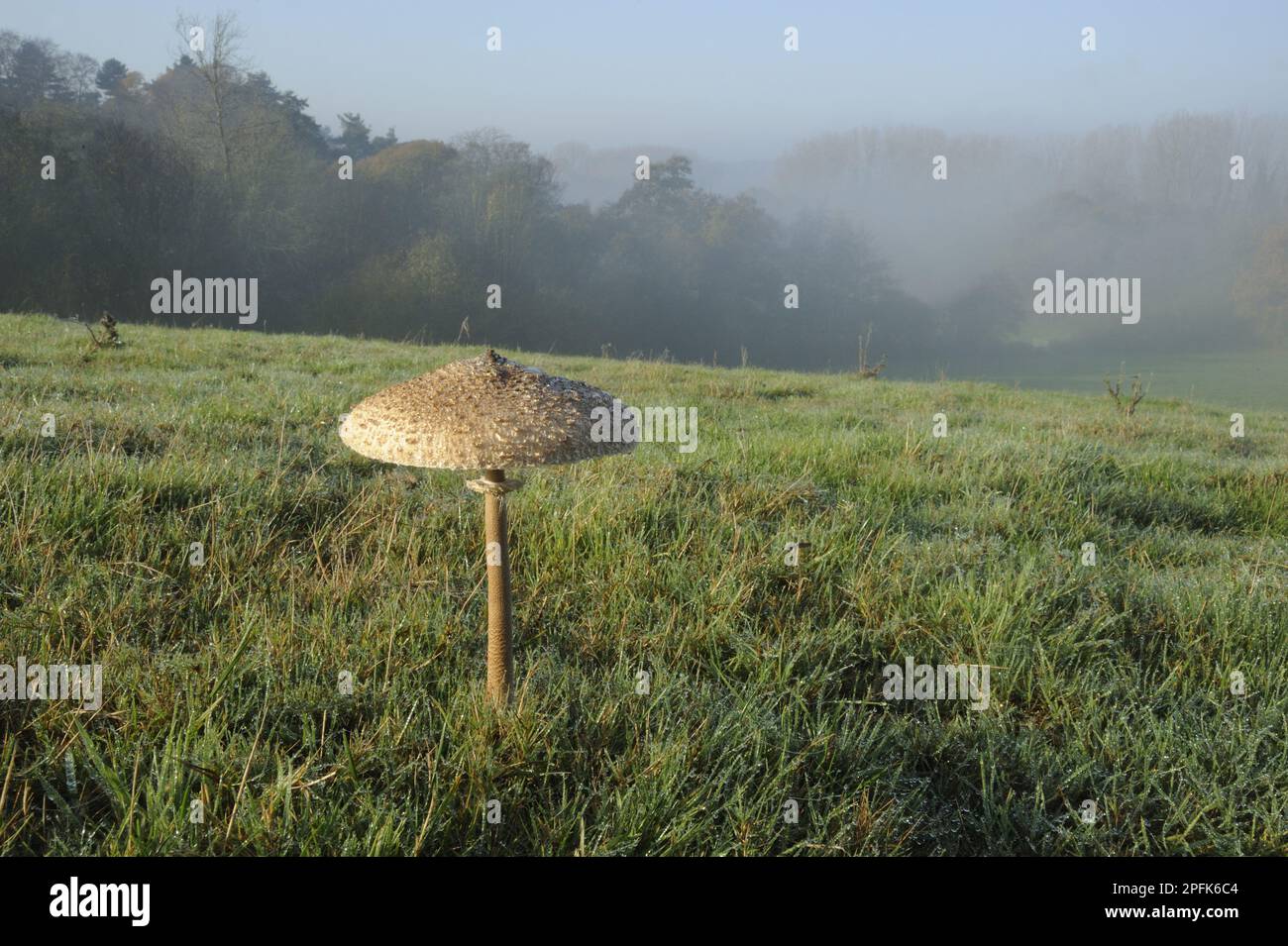 Shaggy shaggy parasol (Macrolepiota rhacodes) fruting body, growing in dewcovered field habitat