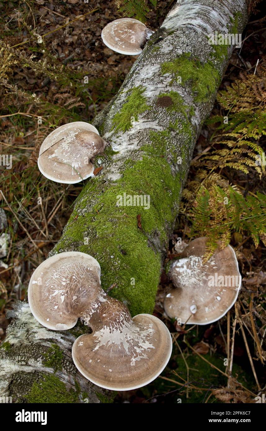 Birch Polypore (Piptoporus betulinus) fruiting bodies, growing on birch log, New Forest, Hampshire, England, United Kingdom Stock Photo