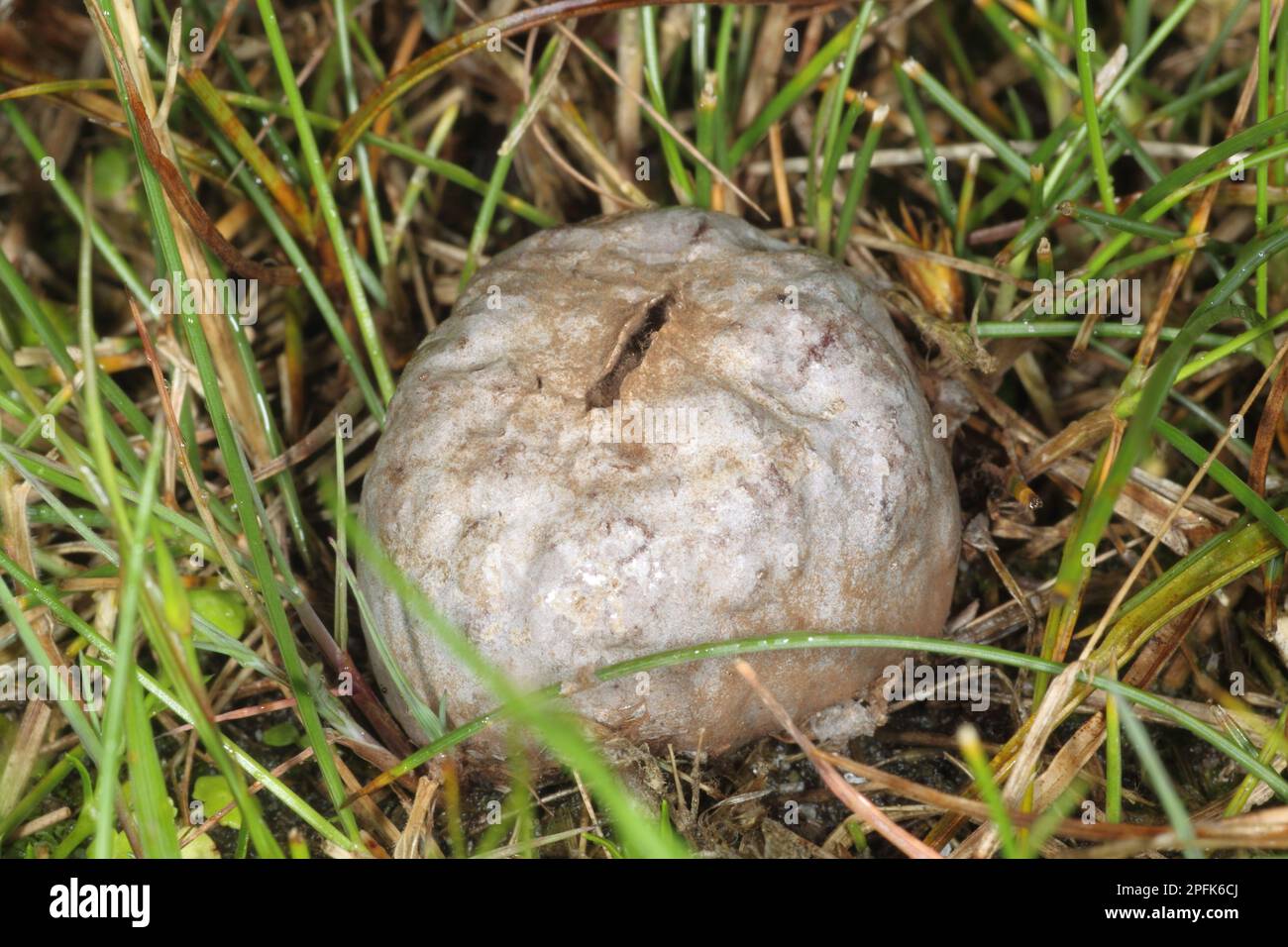 Grey paltry puffball (Bovista plumbea) fruiting body, growing on a coastal dune hollow, Studland, Isle of Purbeck, Dorset, England, United Kingdom Stock Photo