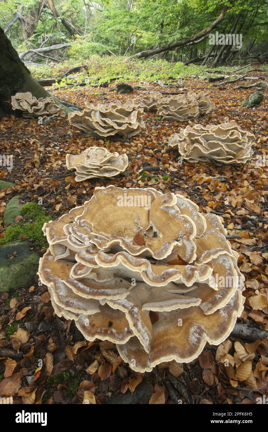 Giant polypore (Meripilus giganteus) fruiting body, clumps growing in the forest, Kent, England, Great Britain Stock Photo