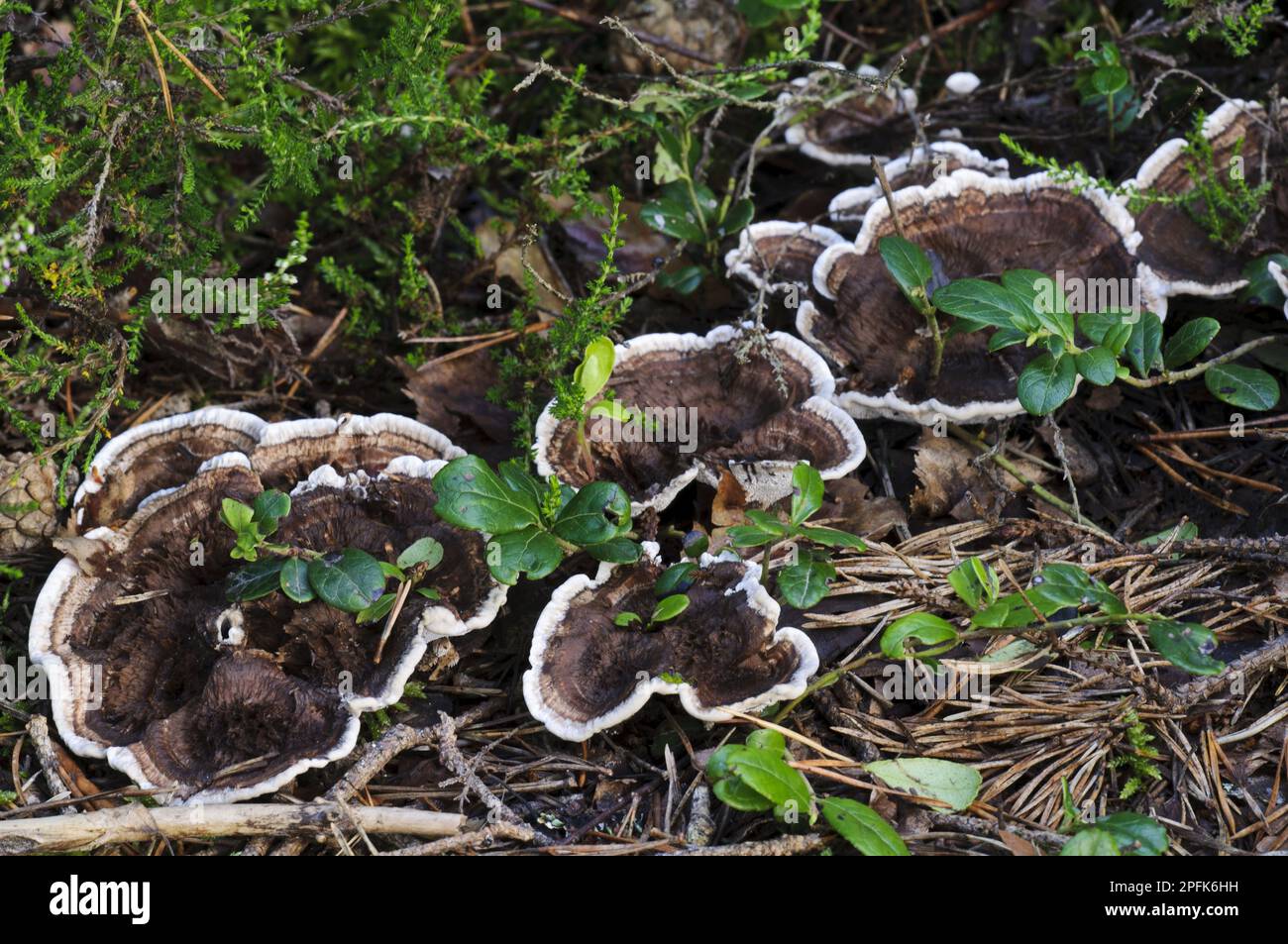 Zoned Tooth Fungus (Hydnellum concrescens) fruiting bodies, growing through fallen pine needles, Loch Garten RSPB Reserve, Abernethy Forest Stock Photo