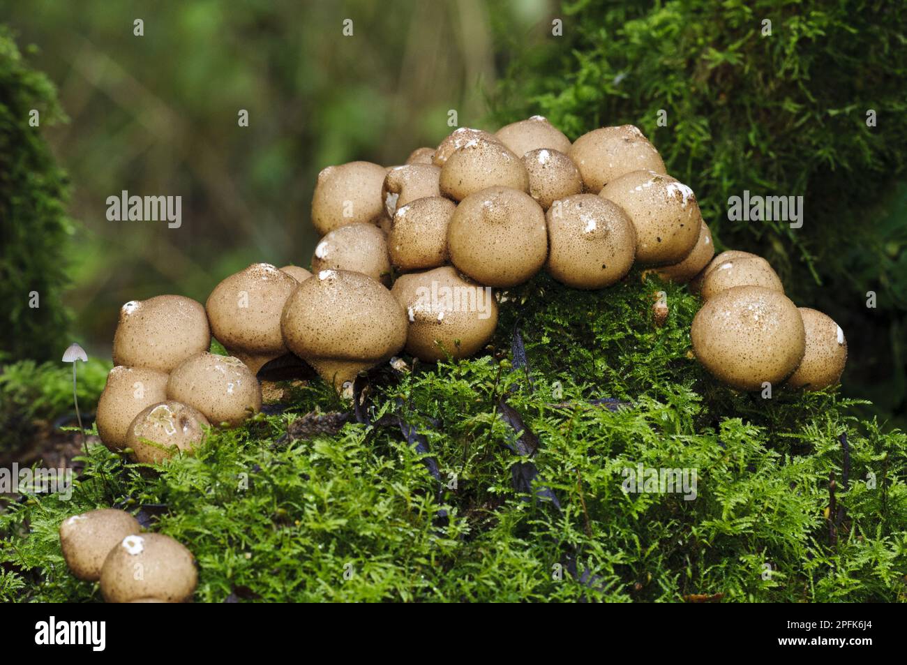Stump Puffball (Lycoperdon pyriforme) fruiting bodies, group growing on moss covered tree stump, Potteric Carr Nature Reserve, South Yorkshire Stock Photo
