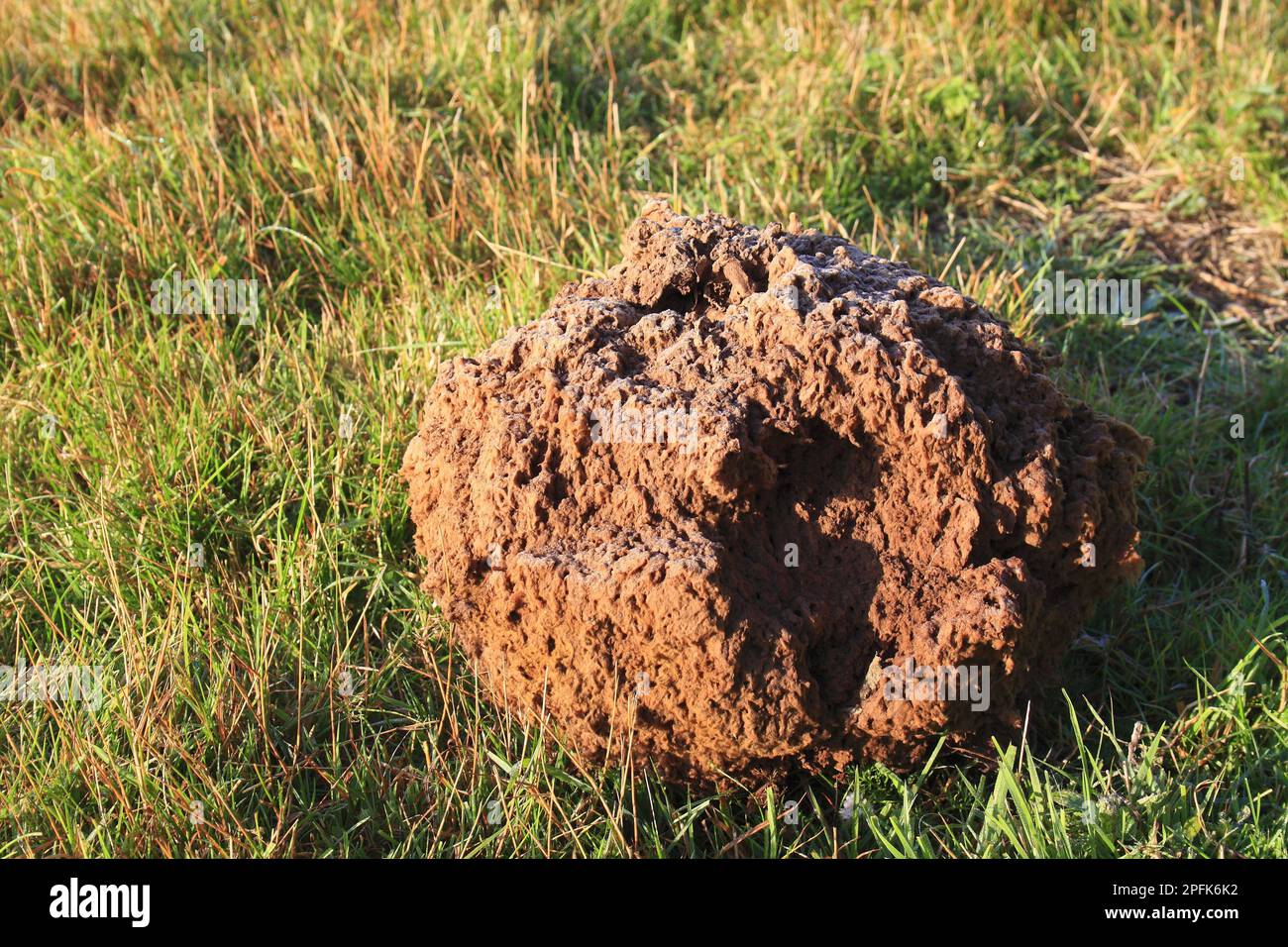Giant giant puffball (Langermannia gigantea) mature fruiting body, growing on rough pasture and acid grassland, Little Ouse Headwaters Project, The Stock Photo
