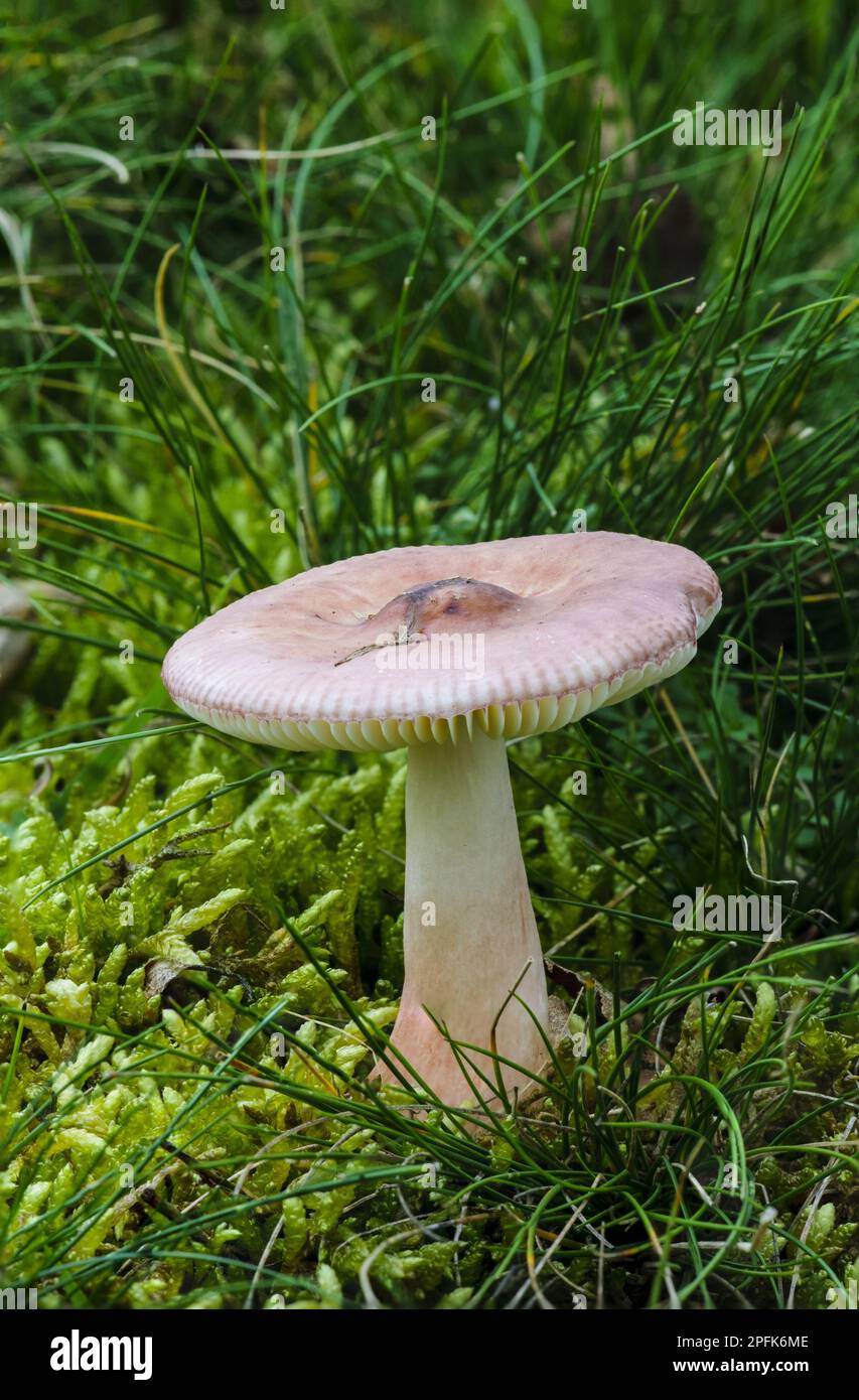 Slender Brittlegill (Russula gracillima) fruiting body, growing in damp mossy ground, Clumber Park, Nottinghamshire, England, United Kingdom Stock Photo