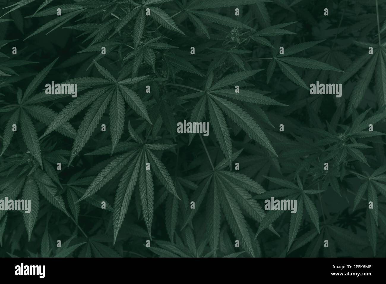 https://c8.alamy.com/comp/2PFK6MF/weed-texture-for-background-marijuana-plant-cannabis-leaves-in-a-horizontal-composition-2PFK6MF.jpg